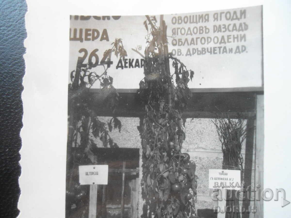 παλιά φωτογραφία με τιμή € 0.50 | 0.98 BGN