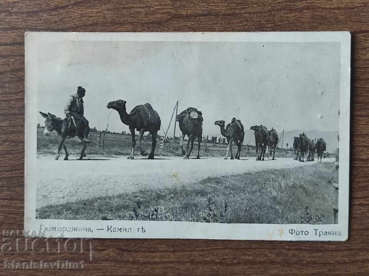Carte Poștală Regatul Bulgariei - Gumurdjina, Cămilele