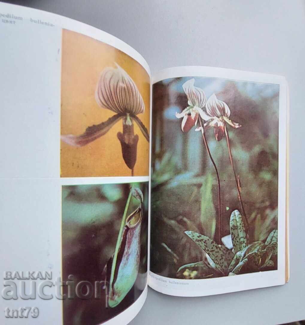 Книга: Преселници от тропика. И. Яков, Н. Минчев. - 5