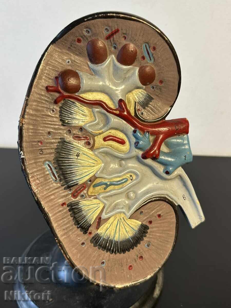 Model Anatomical de Rinichi pentru Studiu Social - 7 Model Anatomical de Rinichi pentru Studiu Social - 7