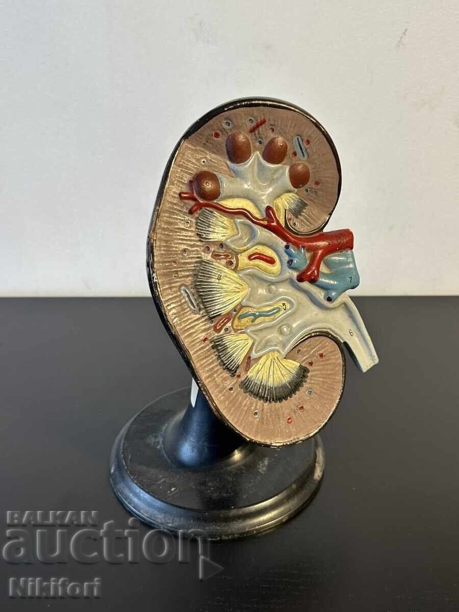 Model Anatomical de Rinichi pentru Studiu Social