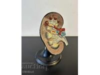 Model Anatomical de Rinichi pentru Studiu Social