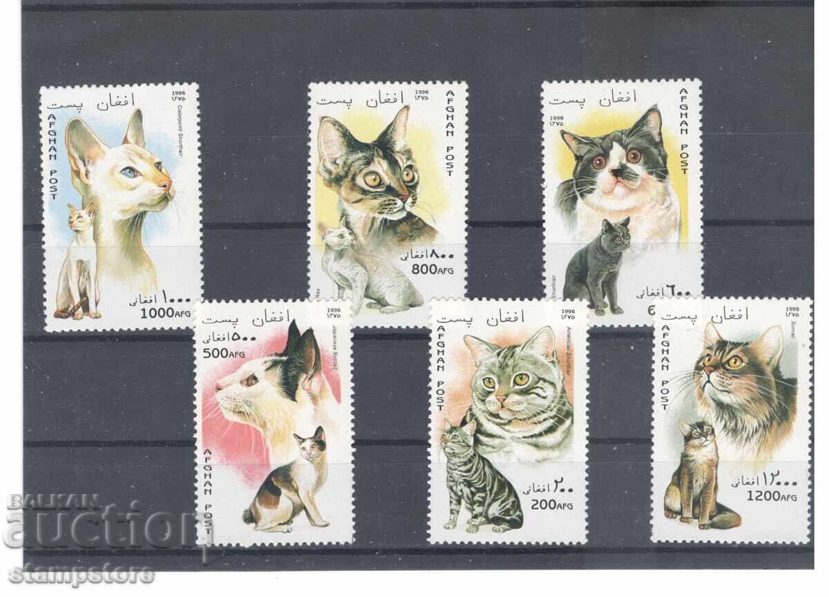 Αφγανιστάν - Γάτες Αφγανιστάν - Γάτες