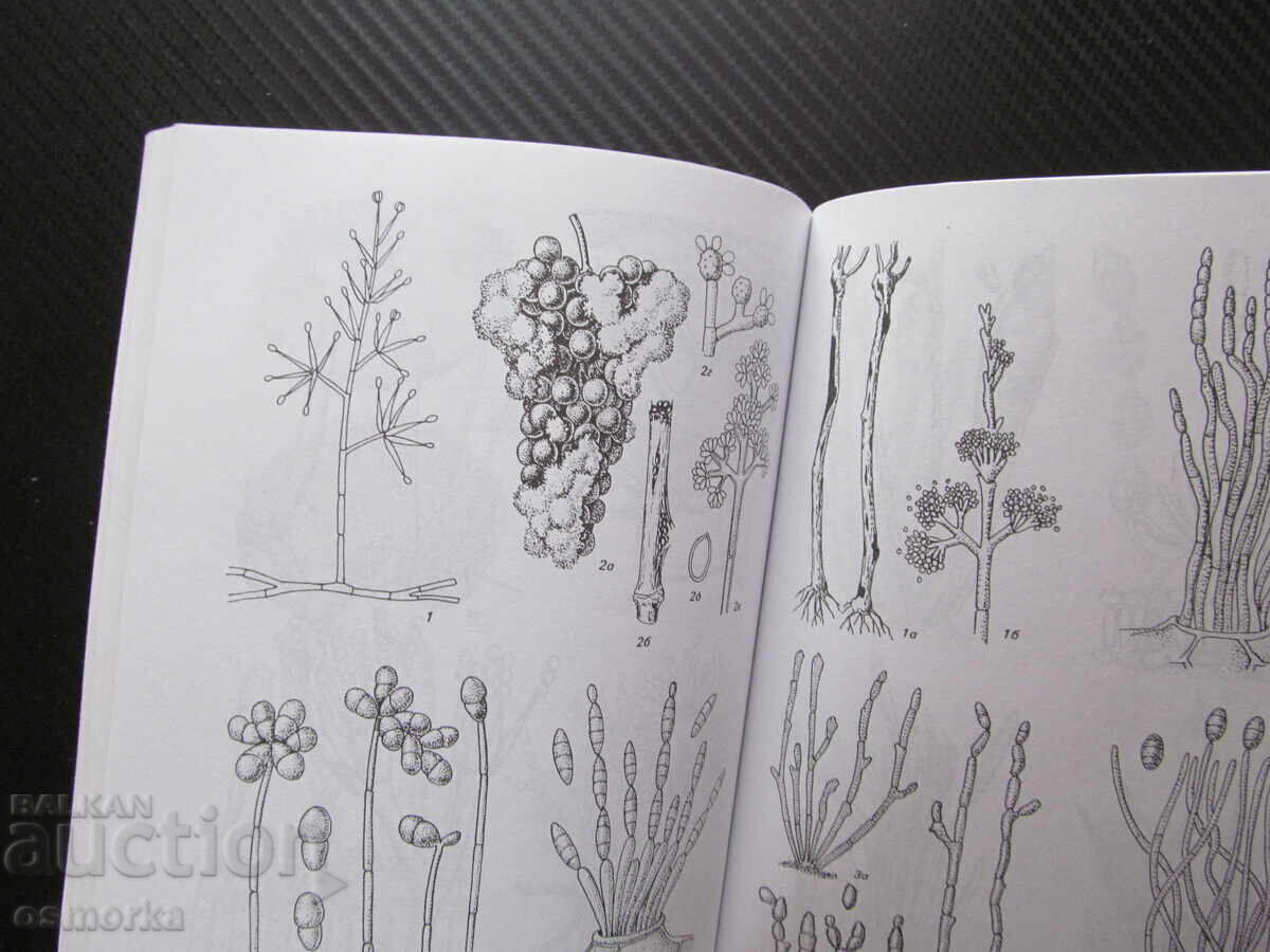 Auction  Parasitic fungi on vines in the Balkan Peninsula fungal diseases