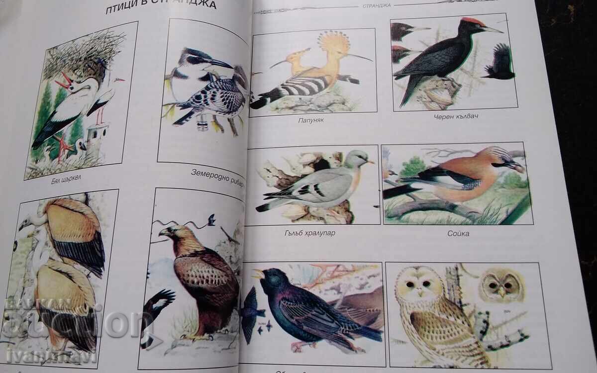 Strandzha ryadko izdanie 1999 godina - 6