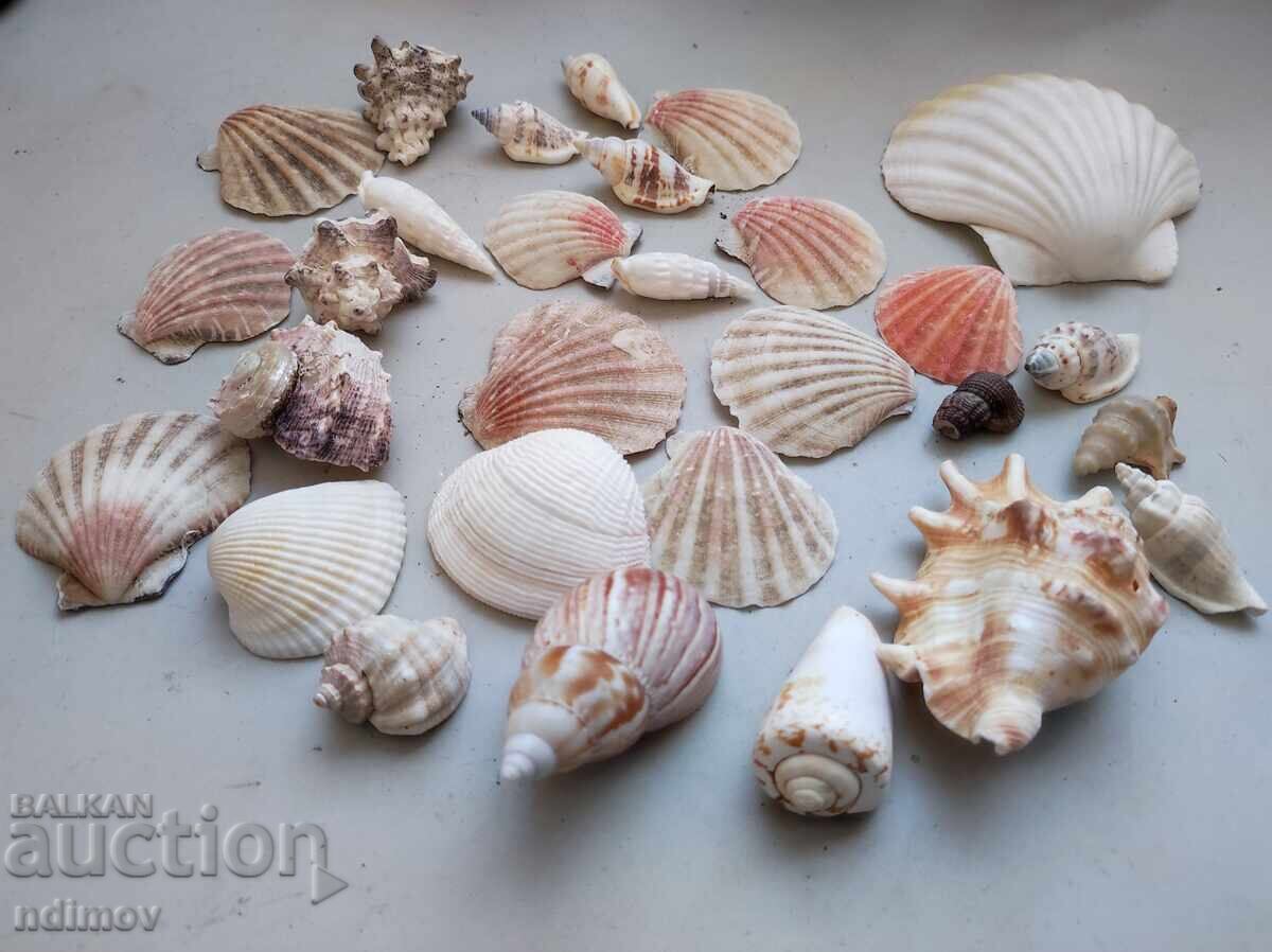 Λοτ ράκος, ράπανα, μύδια, διακόσμηση, ενυδρείο με τιμή € 8.00 | 15.65 BGN