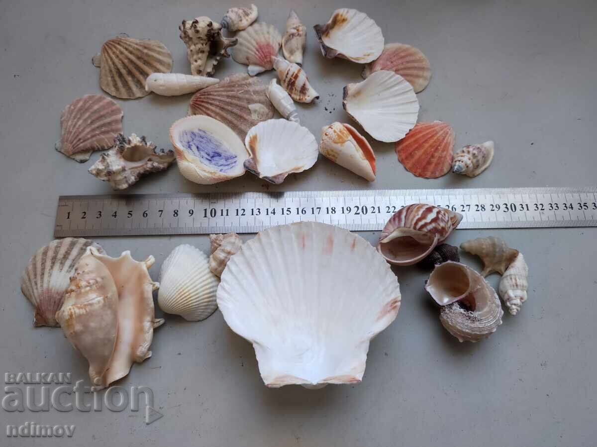 Παράδοση Λοτ ράκος, ράπανα, μύδια, διακόσμηση, ενυδρείο