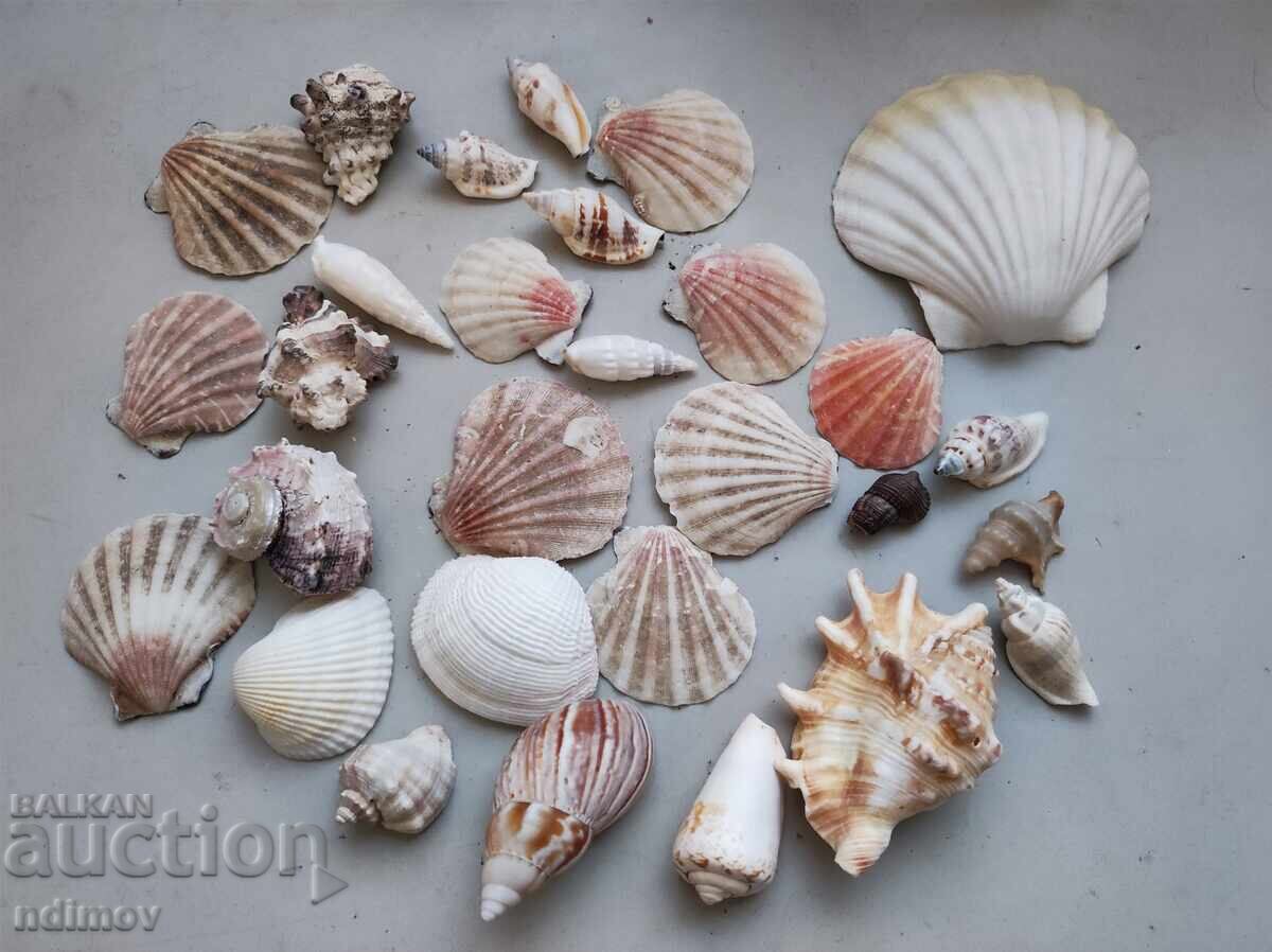 Λοτ ράκος, ράπανα, μύδια, διακόσμηση, ενυδρείο