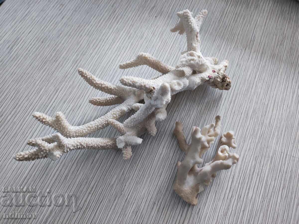 Natural Corals Coral Aquarium Decoration with price € 20.00 | 39.12 BGN Natural Corals Coral Aquarium Decoration with price € 20.00 | 39.12 BGN