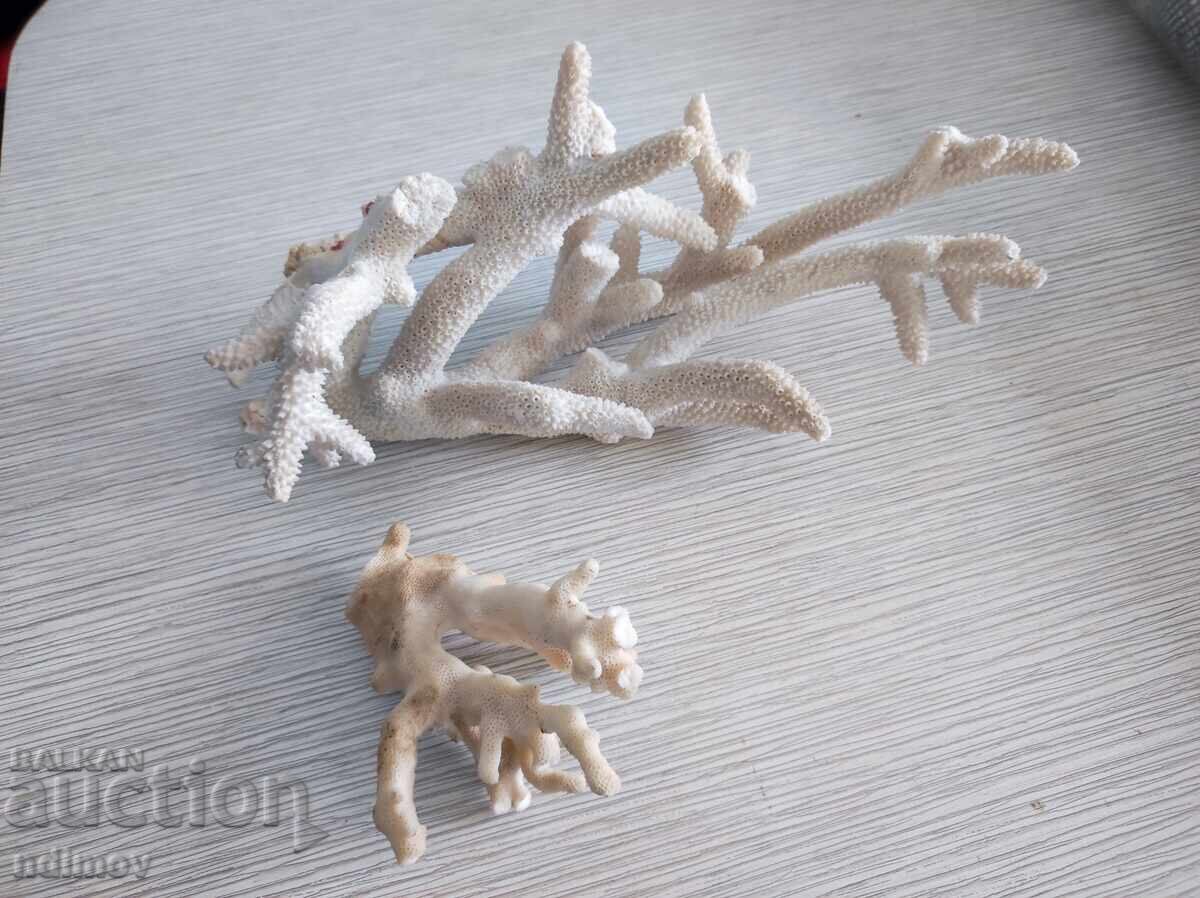 Auction Natural Corals Coral Aquarium Decoration Auction Natural Corals Coral Aquarium Decoration