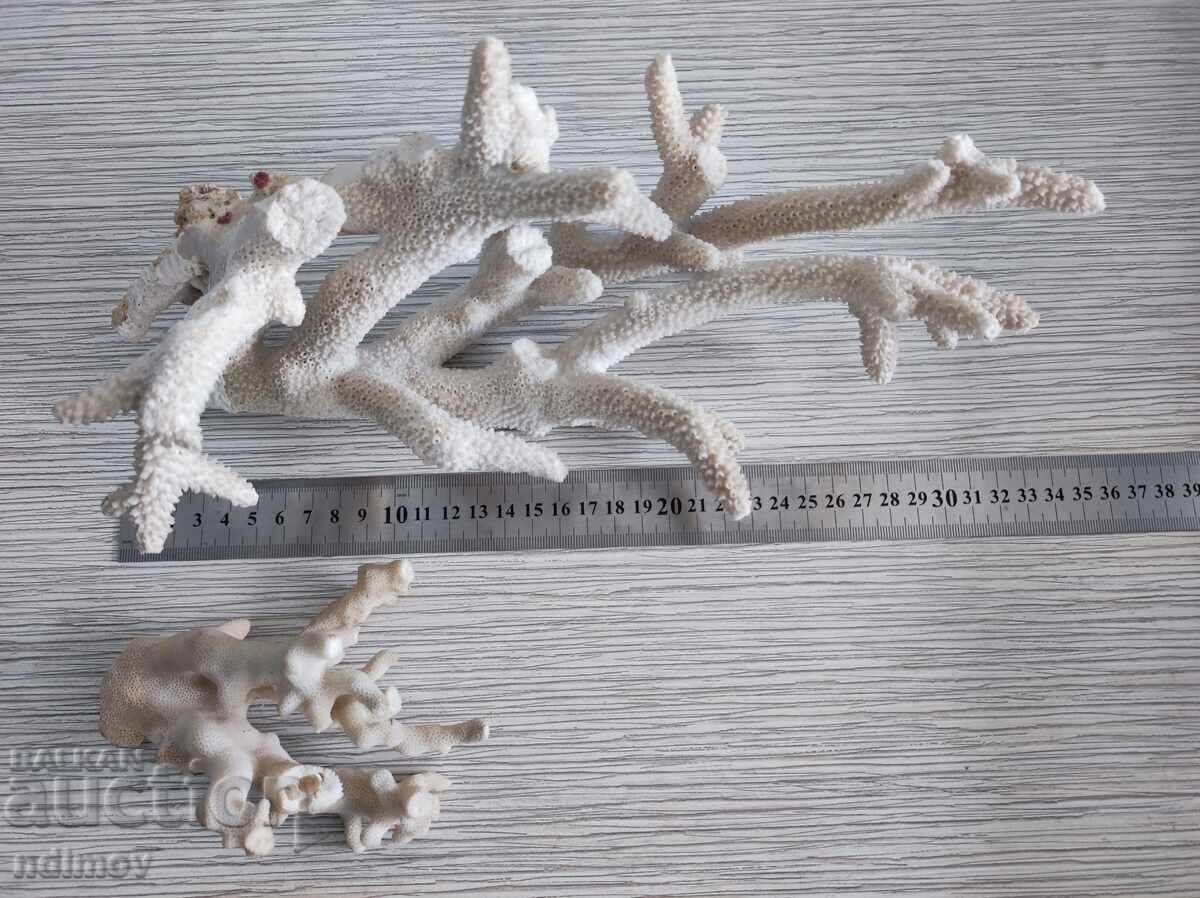 Delivery of Natural Corals Coral Aquarium Decoration Delivery of Natural Corals Coral Aquarium Decoration