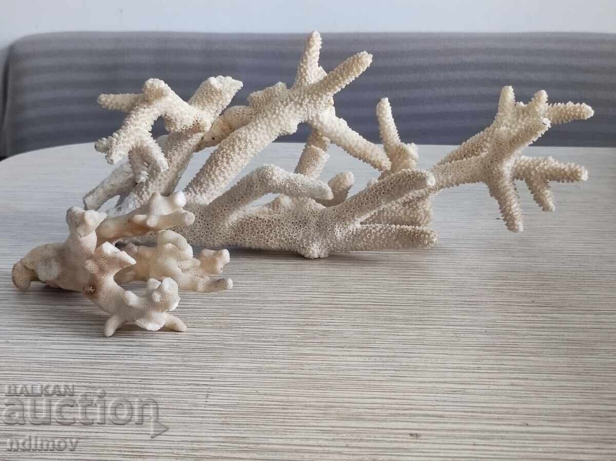 Natural Corals Coral Aquarium Decoration Natural Corals Coral Aquarium Decoration