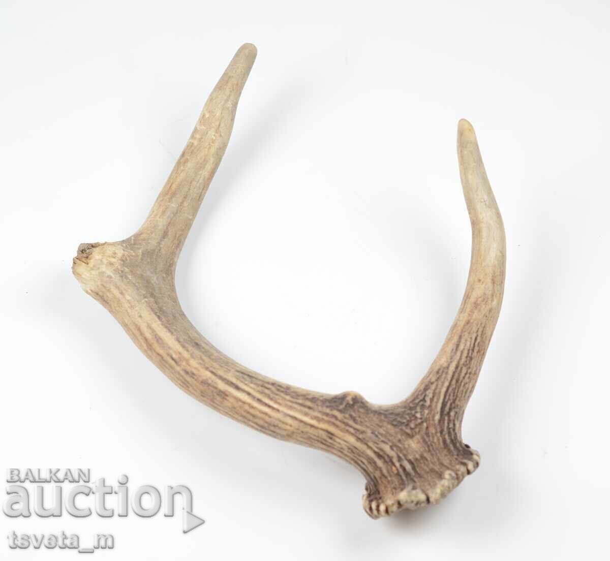 Аукцион Еленов рог