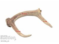 Κέρας ελαφιού