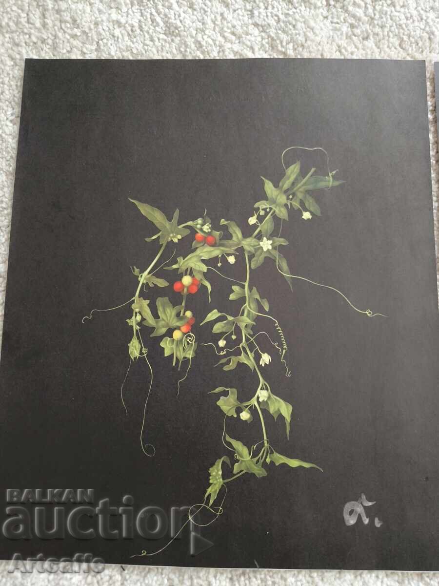 Set de grafice botanice retro (1963) cu preț € 1.00 | 1.96 BGN