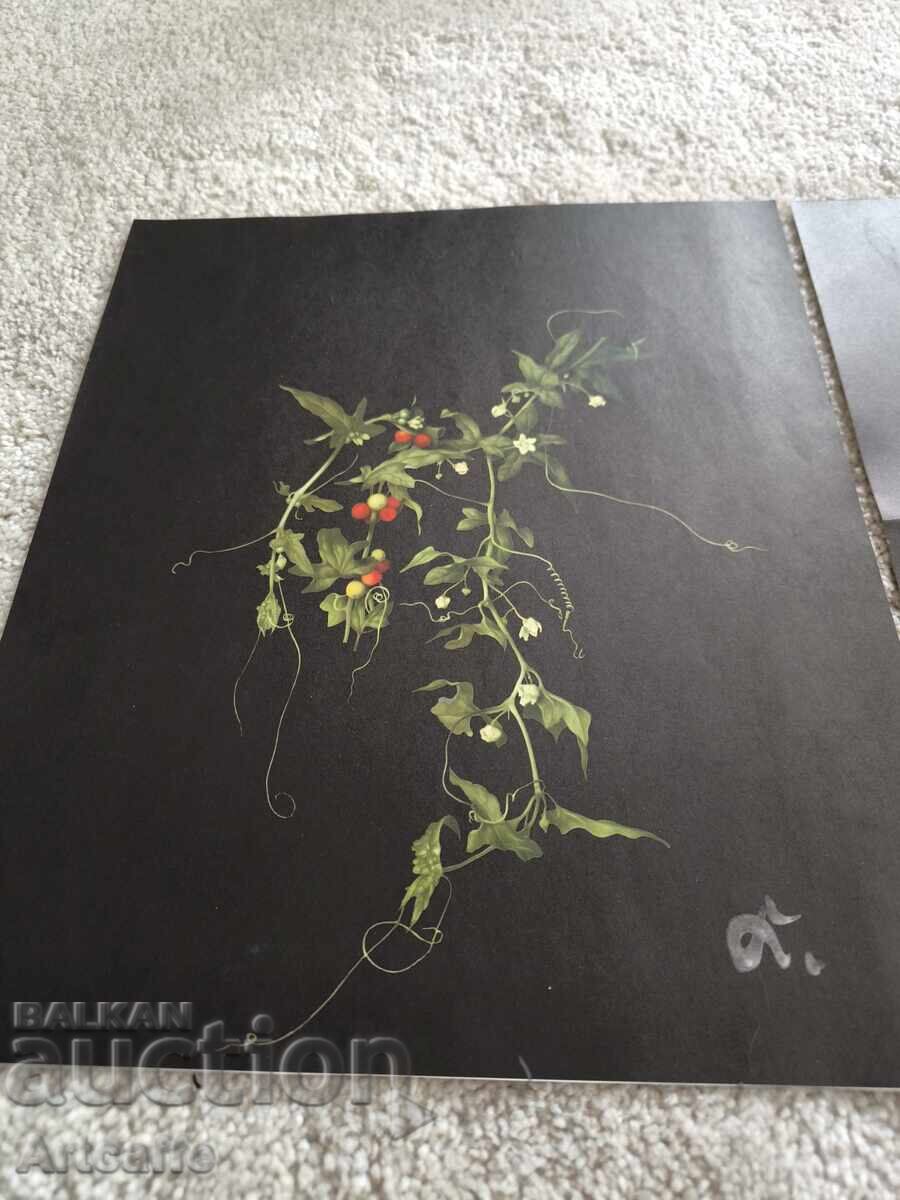 Licitație Set de grafice botanice retro (1963)