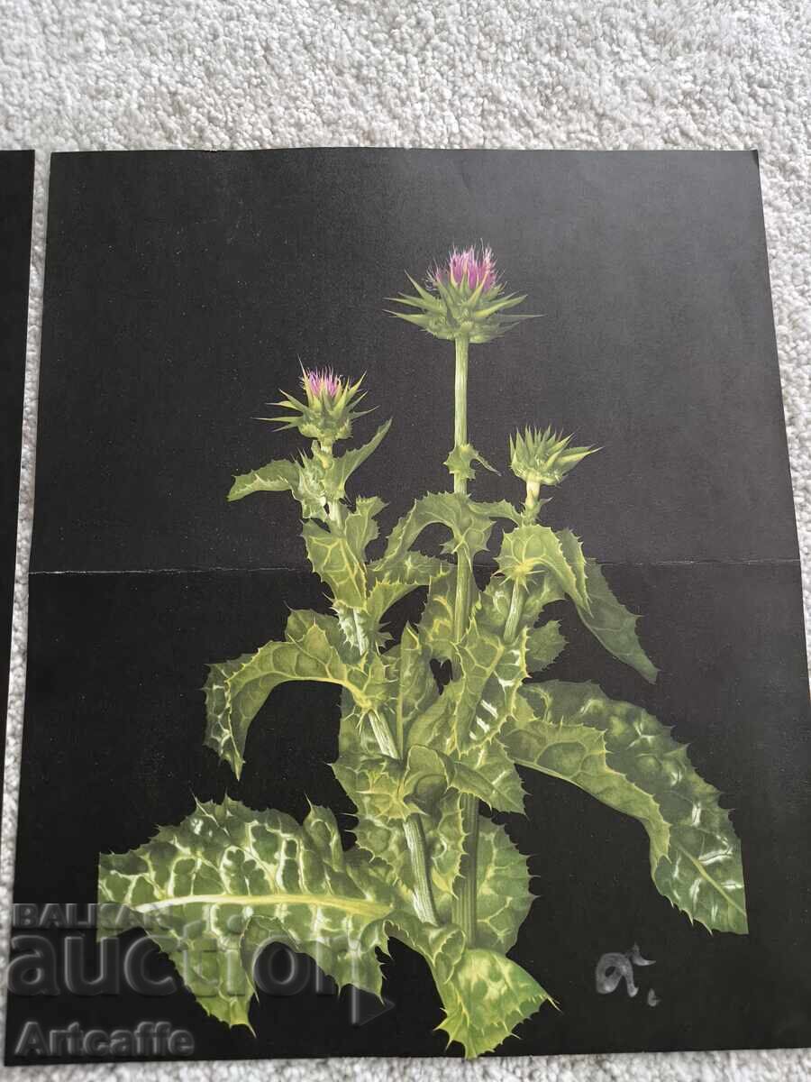 Livrarea Set de grafice botanice retro (1963)