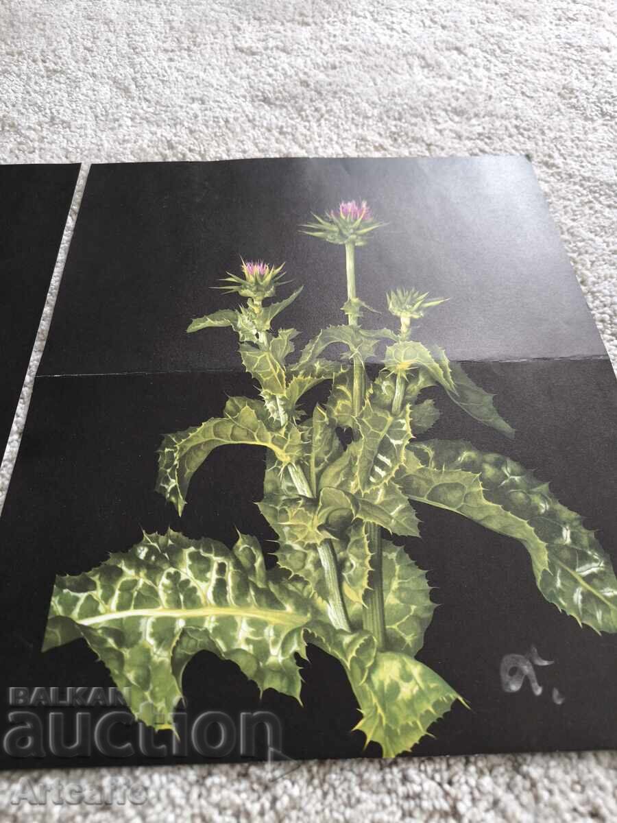 Set de grafice botanice retro (1963) - 5