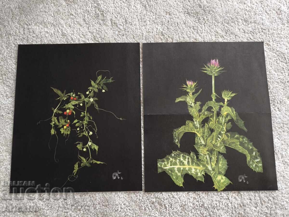 Set de grafice botanice retro (1963)