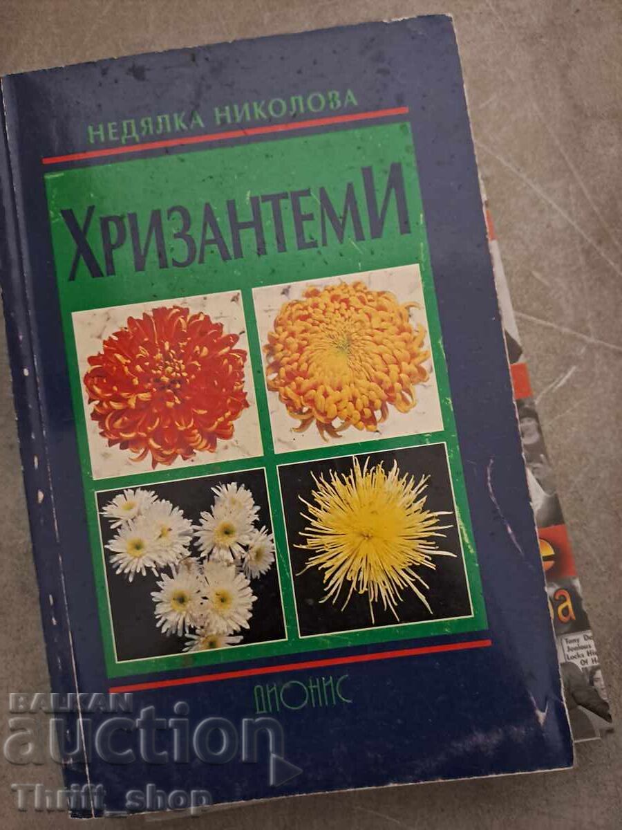 Χρυσάνθεμα Nelyadka Nikolova