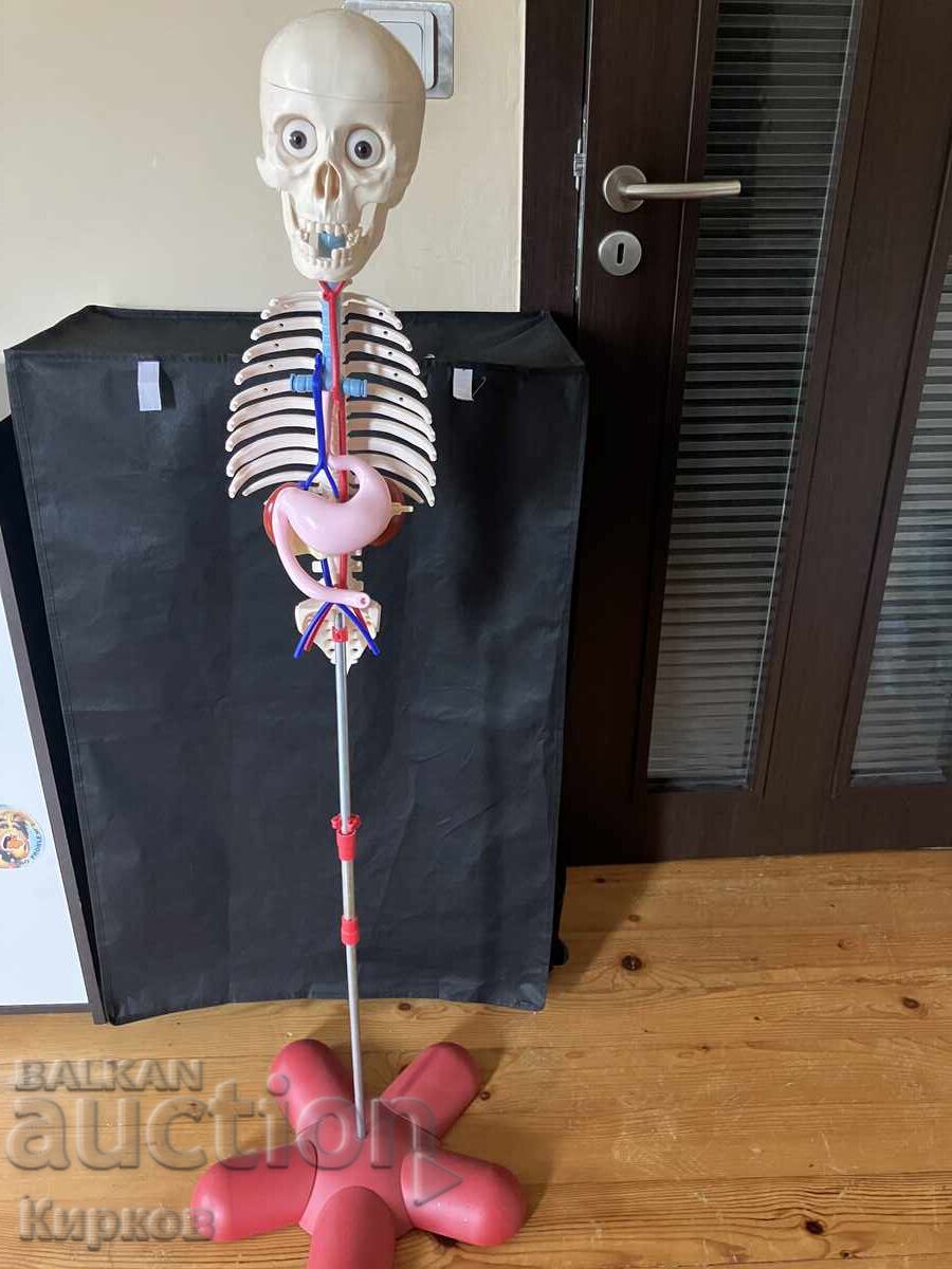 Скелет 1,2 м. Отличен подарък за деца над 3 години с цена € 800.00 | 1564.66 лв.