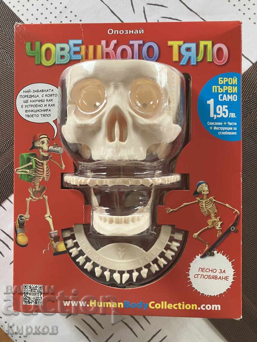 Скелет 1,2 м. Отличен подарък за деца над 3 години