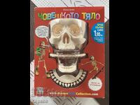 Schelet 1,2 m. Cadou excelent pentru copii peste 3 ani