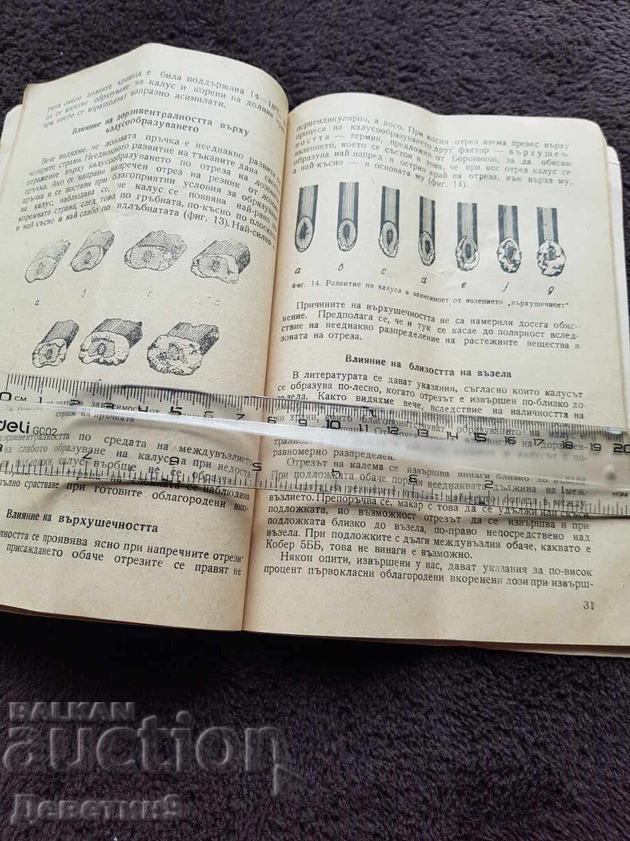 Producție de material săditor viticol 1955 - 6