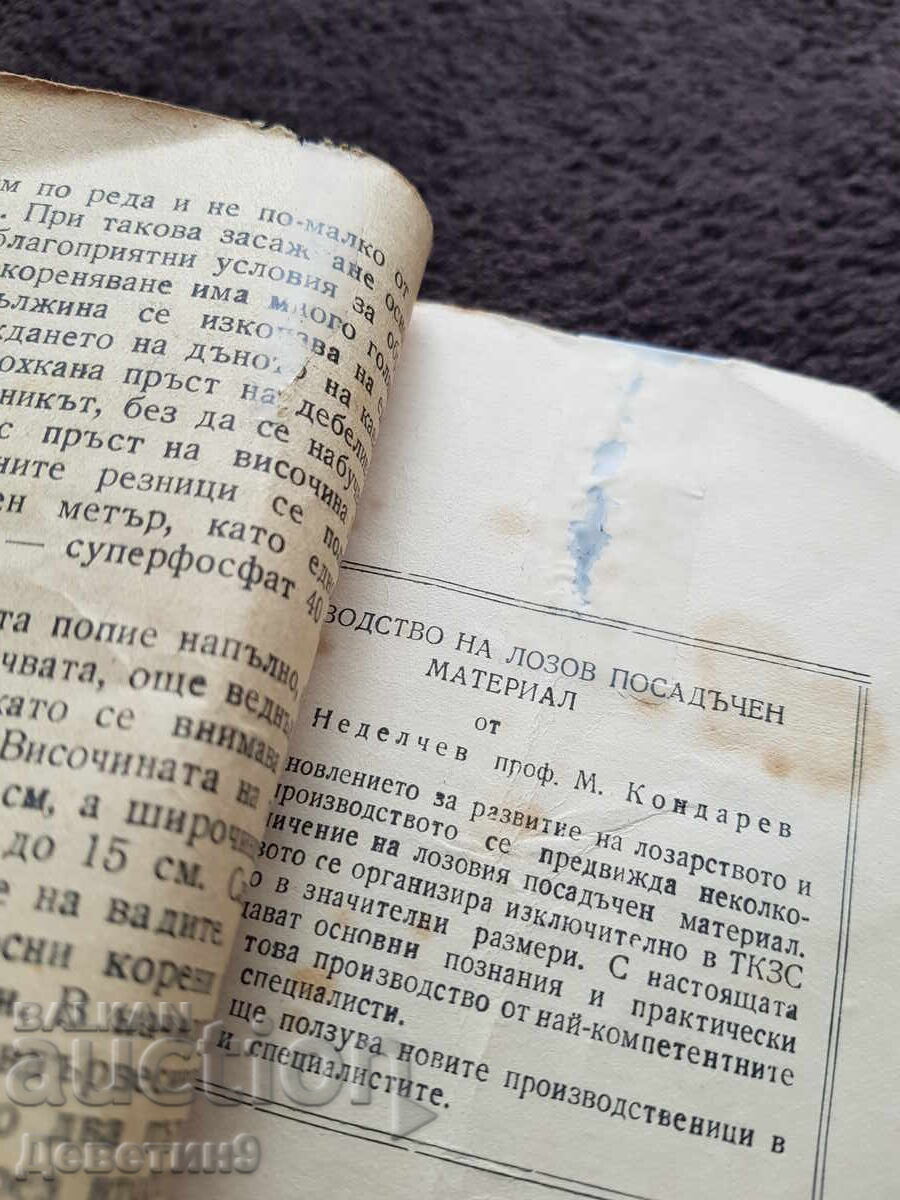 Producție de material săditor viticol 1955 - 7