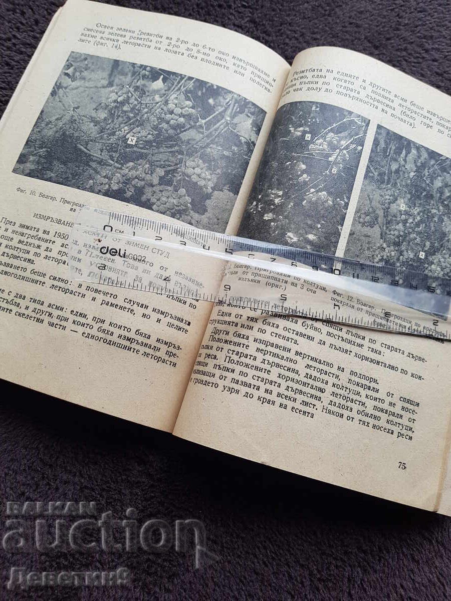 Înghețul viilor și lupta pentru recolte bogate 1954 - 5