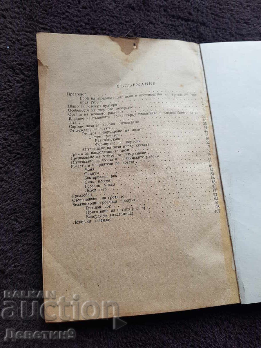 Cultivarea viței de vie în curte 1967 - 5