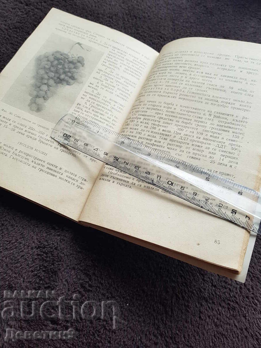 Cultivarea viței de vie în curte 1967 - 6