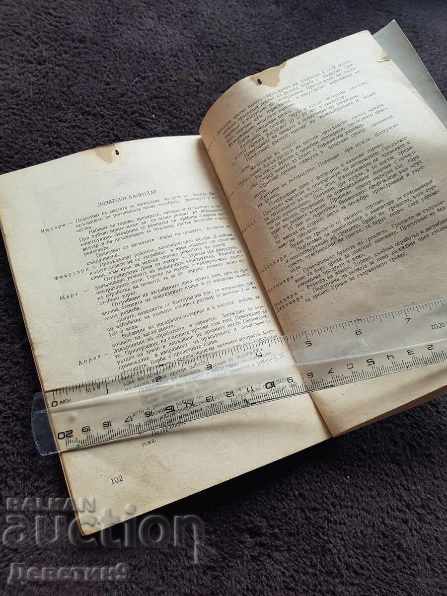 Cultivarea viței de vie în curte 1967 - 7