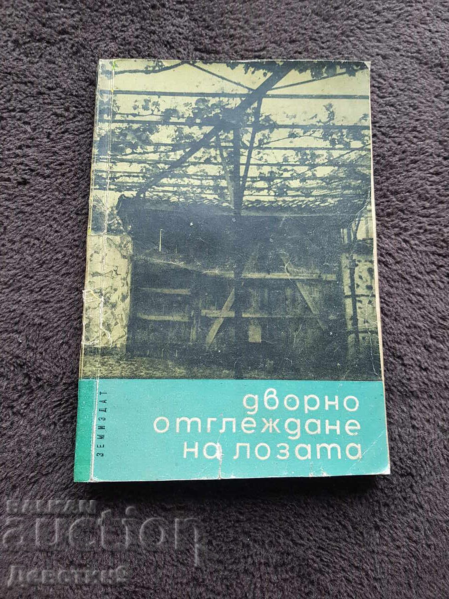 Cultivarea viței de vie în curte 1967
