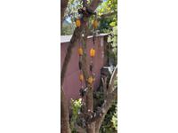 Rare Renaissance Women's Jewelry with Amber Necklace Cord