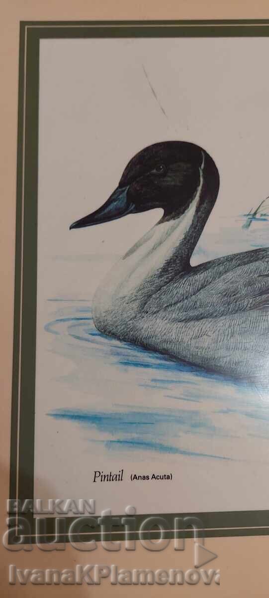 Аукцион Декорация коркова плоскост 40см 30см за ценители