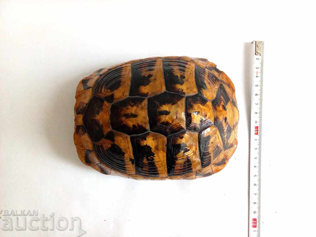 Livrarea Cochilie veche mare de țestoasă Livrarea Cochilie veche mare de țestoasă