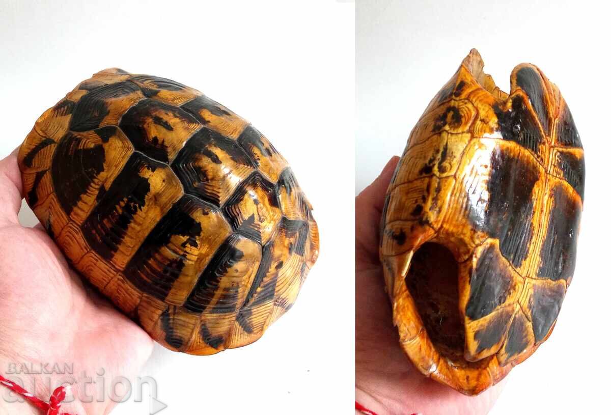 Cochilie veche mare de țestoasă - 5 Cochilie veche mare de țestoasă - 5