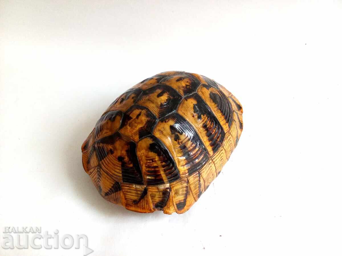 Cochilie veche mare de țestoasă - 6 Cochilie veche mare de țestoasă - 6