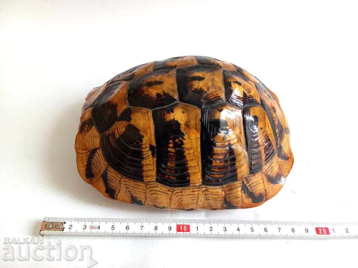 Cochilie veche mare de țestoasă Cochilie veche mare de țestoasă