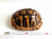 Cochilie veche mare de țestoasă