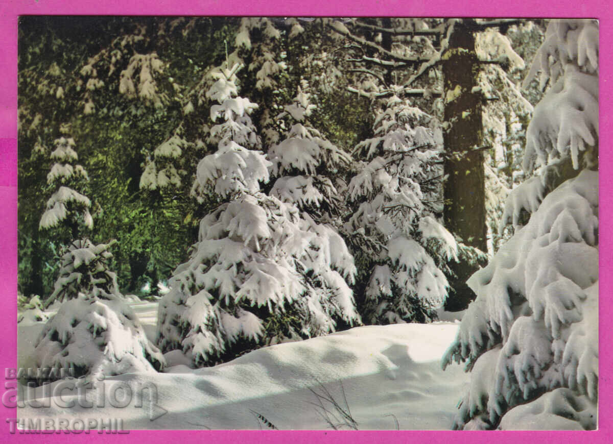 324224 / ΡΟΔΟΠΗ όρος - Κοντά στο καταφύγιο "Πέρσενκ" Α-145/1962 324224 / ΡΟΔΟΠΗ όρος - Κοντά στο καταφύγιο "Πέρσενκ" Α-145/1962