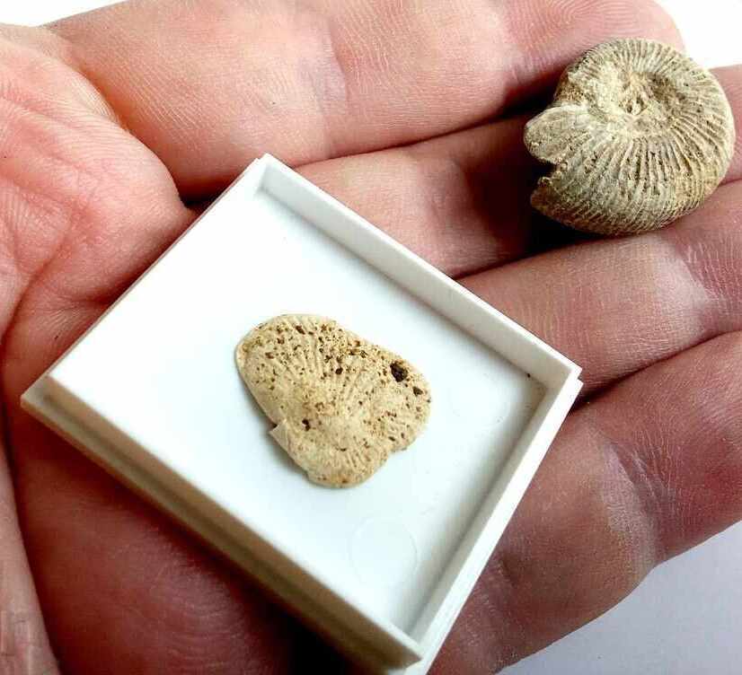 Вкаменелости/фосили: 100% автентични амонит с цена € 1.00 | 1.96 лв.