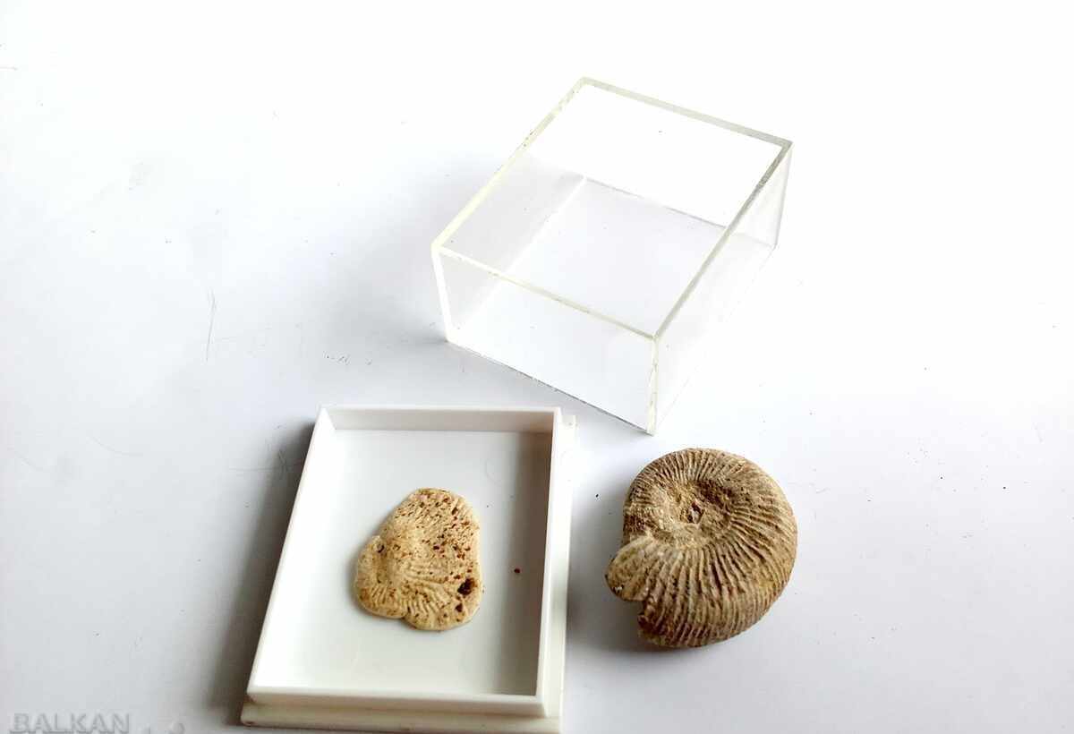 Аукцион Вкаменелости/фосили: 100% автентични амонит