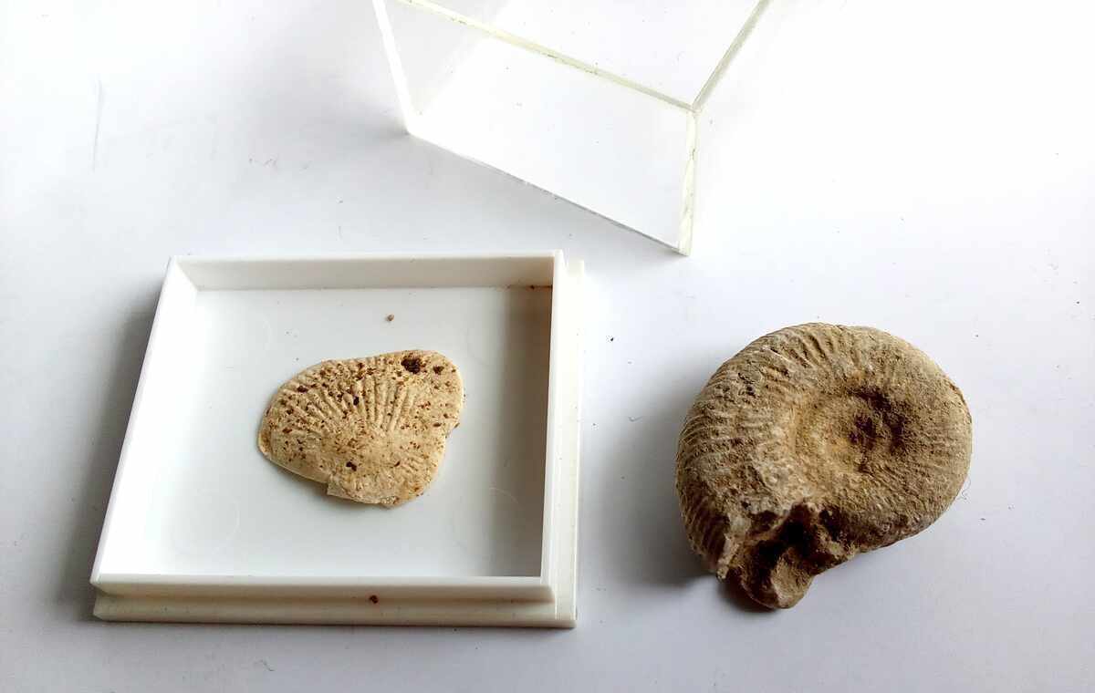 Доставка на Вкаменелости/фосили: 100% автентични амонит