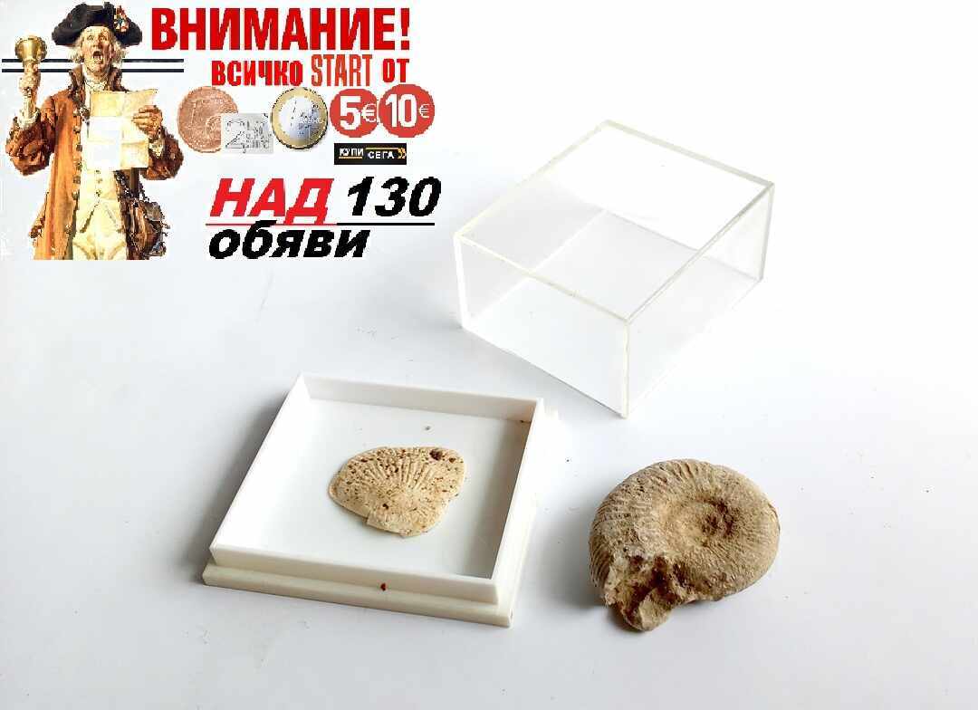 Вкаменелости/фосили: 100% автентични амонит
