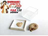Вкаменелости/фосили: 100% автентични амонит