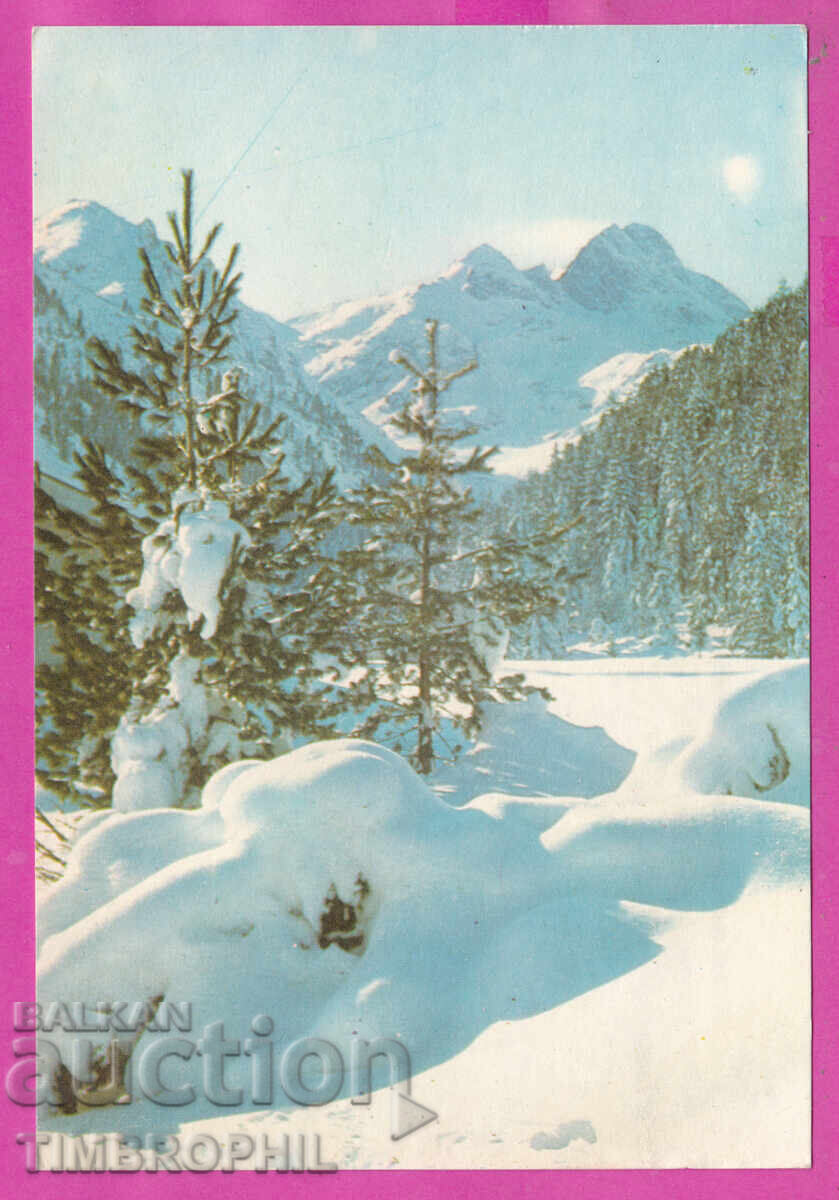 324346 / Iarnă la munte copaci vârf 1972 324346 / Iarnă la munte copaci vârf 1972