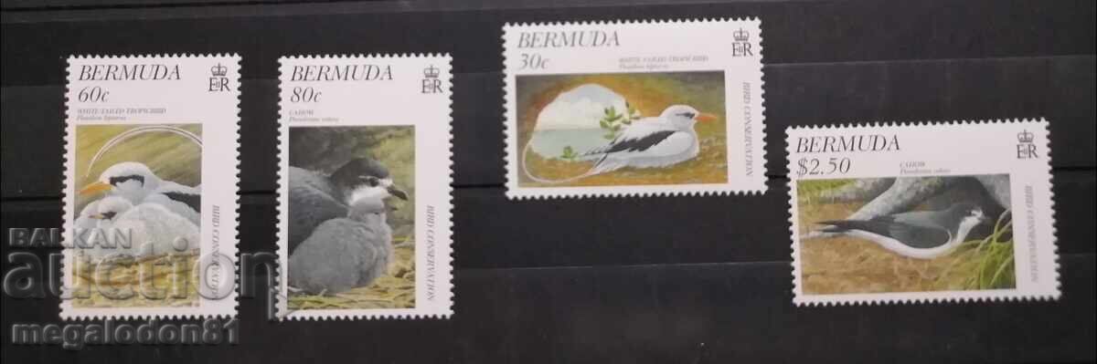 Бермуда, фауна, птици