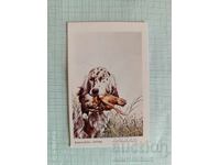 Ημερολόγιο τσέπης Κυνηγετικά σκυλιά Αγγλικό Σέτερ 1984